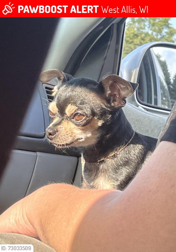 Lost Female Dog last seen La Fondita de Milwaukee , West Allis, WI 53214
