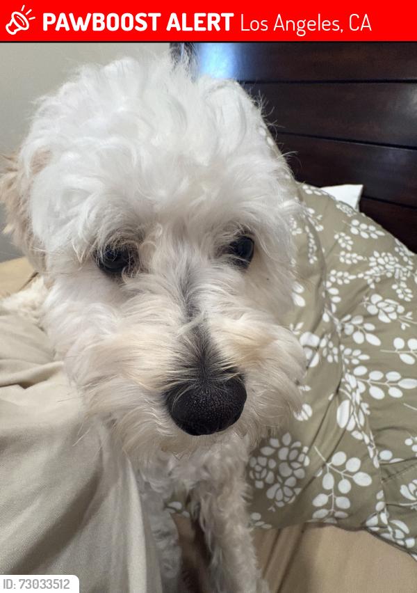 Lost Female Dog last seen Ruffner and balboa blvd, Los Angeles, CA 91344