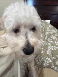 Lost Female Dog last seen Ruffner and balboa blvd, Los Angeles, CA 91344