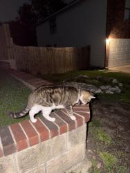 Found/Stray Female Cat last seen Hycroft & Rimwood, Live Oak, TX 78233