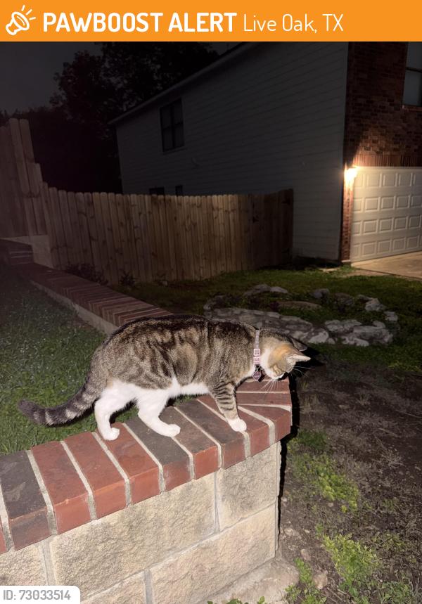 Found/Stray Female Cat last seen Hycroft & Rimwood, Live Oak, TX 78233