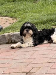 Reunited Female Dog last seen Pioneer st , Brentwood, NY 11722