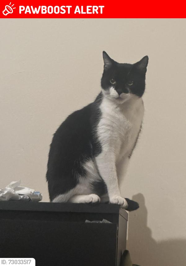 Lost Male Cat last seen Dallow street, Burton upon Trent, England DE14 2PG