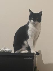 Lost Male Cat last seen Dallow street, Burton upon Trent, England DE14 2PG