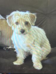Reunited Female Dog last seen Corbin & Devonshire , Los Angeles, CA 91311