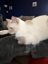 Lost Male Cat last seen Baldwin st, Waterbury, CT 06706