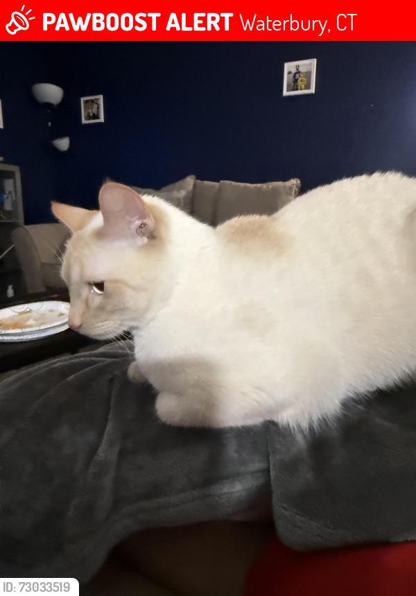 Lost Male Cat last seen Baldwin st, Waterbury, CT 06706
