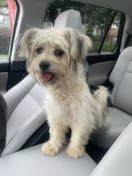Reunited Unknown Dog last seen Craigwood Drive, Charlotte, NC 28215