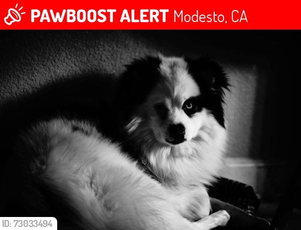 Lost Male Dog last seen Yosemite Blvd airport district, Modesto, CA 95354