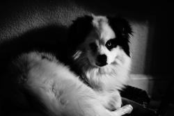 Lost Male Dog last seen Yosemite Blvd airport district, Modesto, CA 95354