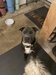 Reunited Female Dog last seen Craigwood Drive, Charlotte, NC 28215