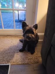 Reunited Male Dog last seen Lakeshore Dr Marina Key, Lake Park, FL 33403