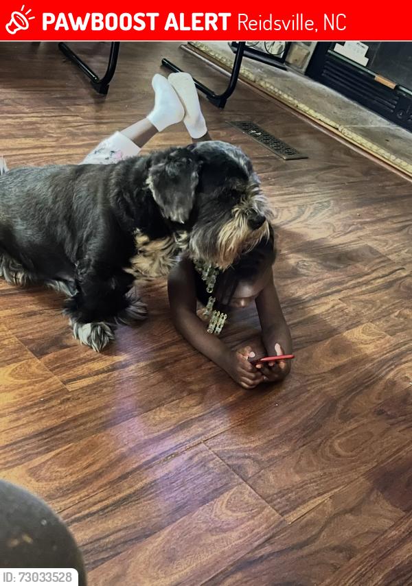 Lost Male Dog last seen Salam church road, reidsville, wentworth area, Reidsville, NC 27320