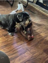 Lost Male Dog last seen Salam church road, reidsville, wentworth area, Reidsville, NC 27320