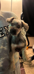 Lost Male Dog last seen Shamrock, Thornington, Old Warson Dr, Chesterfield County, VA 23237