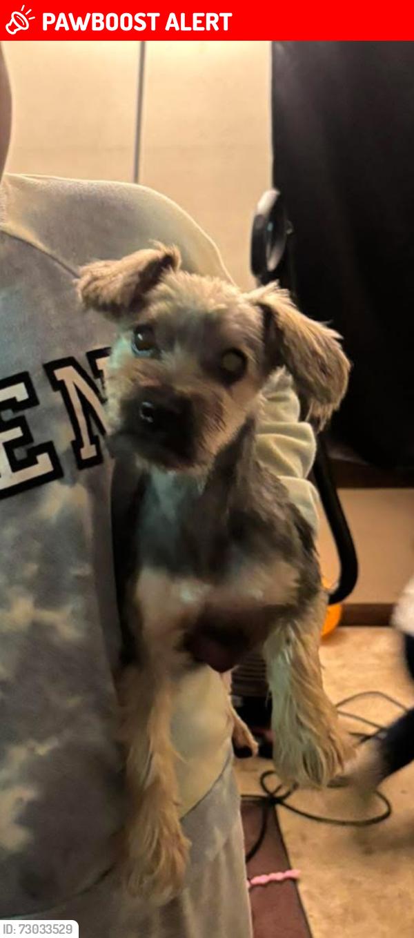 Lost Male Dog last seen Shamrock, Thornington, Old Warson Dr, Chesterfield County, VA 23237