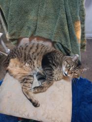 Lost Male Cat last seen 9th avenue and 35th Street North, St. Petersburg, FL 33713