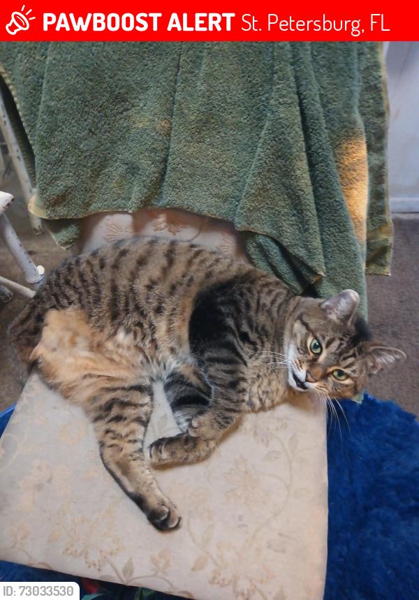 Lost Male Cat last seen 9th avenue and 35th Street North, St. Petersburg, FL 33713