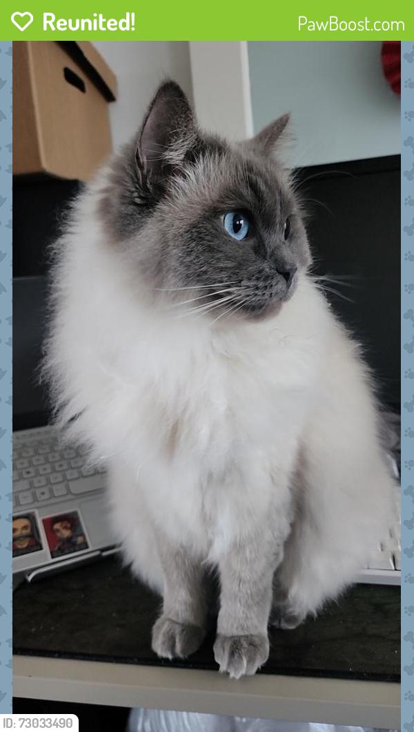 Reunited Male Cat last seen Near Nyanda court , Croydon, VIC 3136