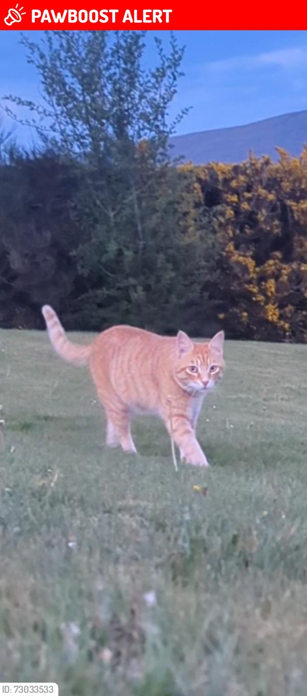 Lost Male Cat last seen Kilkeel road, hilltown, Newry, Mourne and Down, Northern Ireland BT34