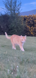 Lost Male Cat last seen Kilkeel road, hilltown, Newry, Mourne and Down, Northern Ireland BT34