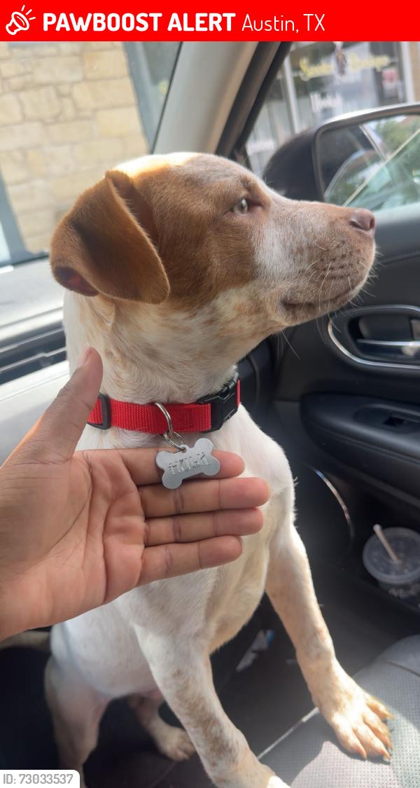 Lost Male Dog last seen Idk, Austin, TX 78729