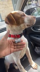 Lost Male Dog last seen Idk, Austin, TX 78729