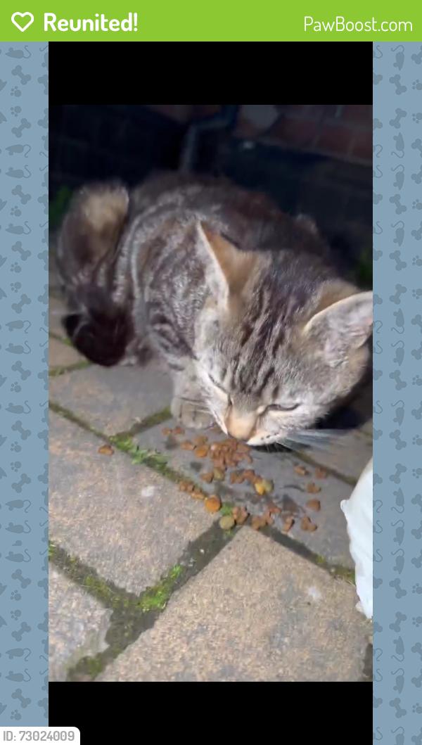 Reunited Female Cat last seen New diamond , Burton upon Trent, England DE14 3NN