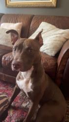 Reunited Male Dog last seen Near Greyfriars Ln and Mars Hill Cemetery, Acworth, GA 30101