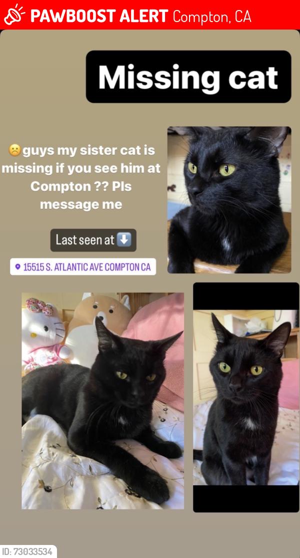 Lost Male Cat last seen Near S. Atlantic Ave Compton , Compton, CA 90221