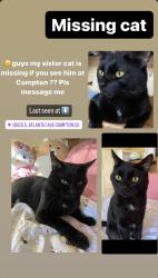 Lost Male Cat last seen Near S. Atlantic Ave Compton , Compton, CA 90221