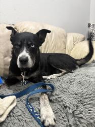 Found/Stray Male Dog last seen Near Highway 105 W Montgomery, TX 77356 United States, Montgomery, TX 77316