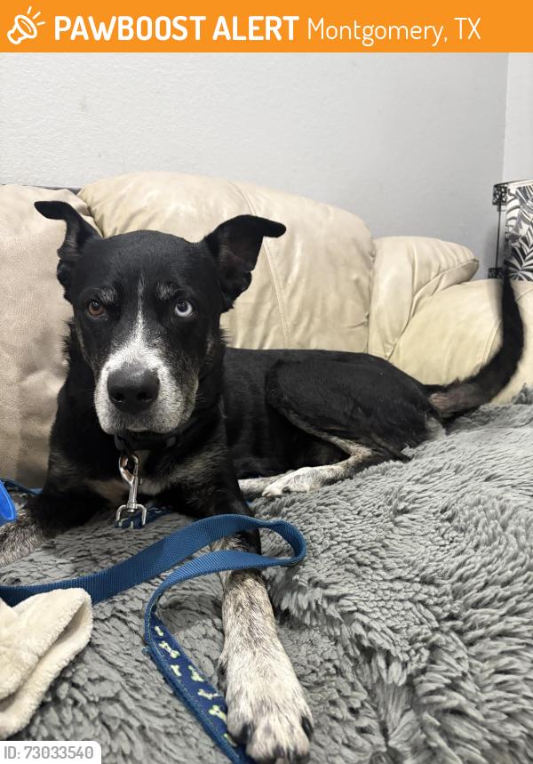 Found/Stray Male Dog last seen Near Highway 105 W Montgomery, TX 77356 United States, Montgomery, TX 77316