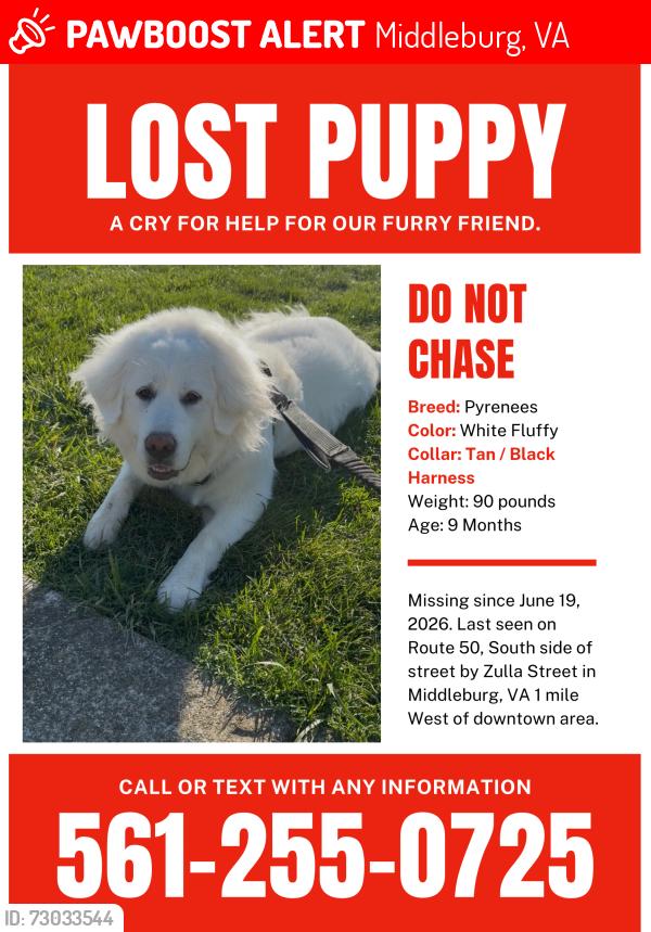 Lost Female Dog last seen Southeast corner of Zulla Road and Little River Turnpike wooded area, Middleburg, VA 20117