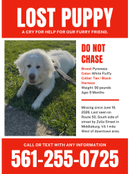 Lost Female Dog last seen Southeast corner of Zulla Road and Little River Turnpike wooded area, Middleburg, VA 20117