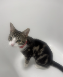 Reunited Female Cat last seen St Mary Hornsey Rise Church, Ashley Road, Greater London, England N19 3AE