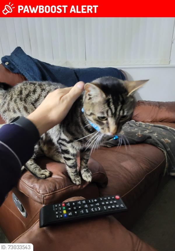 Lost Male Cat last seen Beech road, West Midlands, England B24 0HA