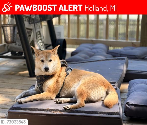 Lost Female Dog last seen Butternut and James , Holland, MI 49424