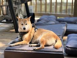 Lost Female Dog last seen Butternut and James , Holland, MI 49424