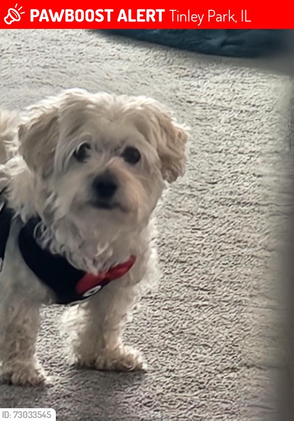 Lost Male Dog last seen 92nd and Ethyl lane , Tinley Park, IL 60487