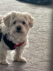 Lost Male Dog last seen 92nd and Ethyl lane , Tinley Park, IL 60487