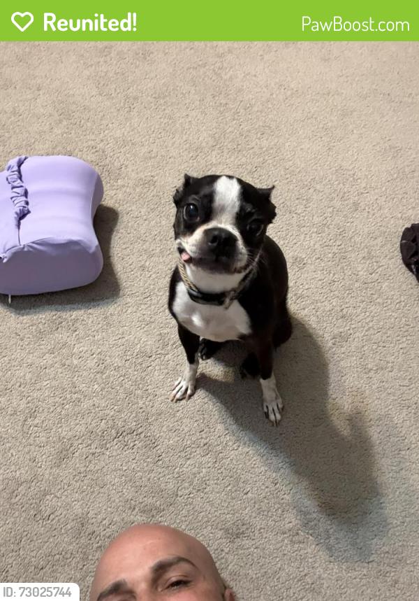 Reunited Female Dog last seen Near south main st Waterbury ct, Waterbury, CT 06706