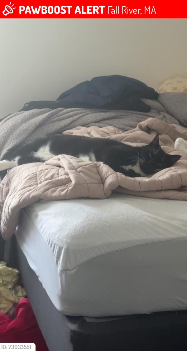 Lost Male Cat last seen Borden apmts, Webster Bank, Fall River, MA 02721