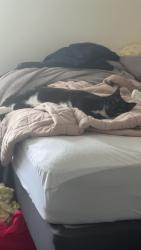 Lost Male Cat last seen Borden apmts, Webster Bank, Fall River, MA 02721