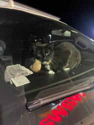 Lost Male Cat last seen South main rd south Lincoln by heritage store, Millville, NJ 08332