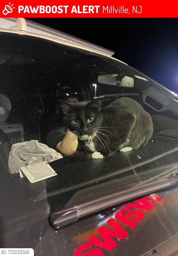Lost Male Cat last seen South main rd south Lincoln by heritage store, Millville, NJ 08332