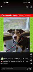 Found/Stray Male Dog last seen Front steer at ford, Wesley Chapel, FL 33543