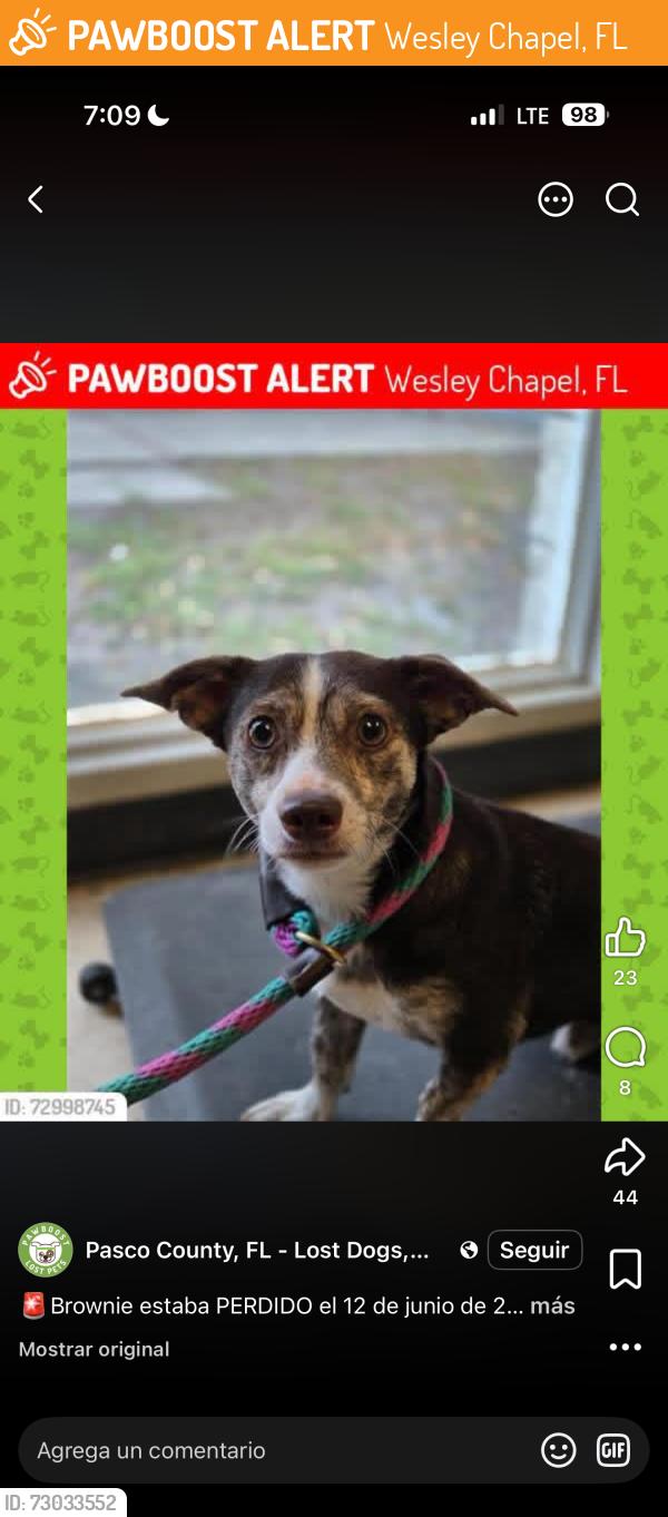 Found/Stray Male Dog last seen Front steer at ford, Wesley Chapel, FL 33543