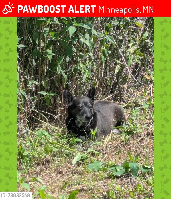 Lost Male Dog last seen Near block of 26th Ave S, Minneapolis, MN 55406