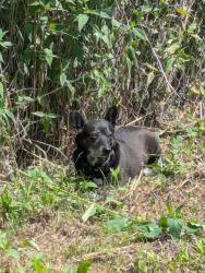 Lost Male Dog last seen Near block of 26th Ave S, Minneapolis, MN 55406